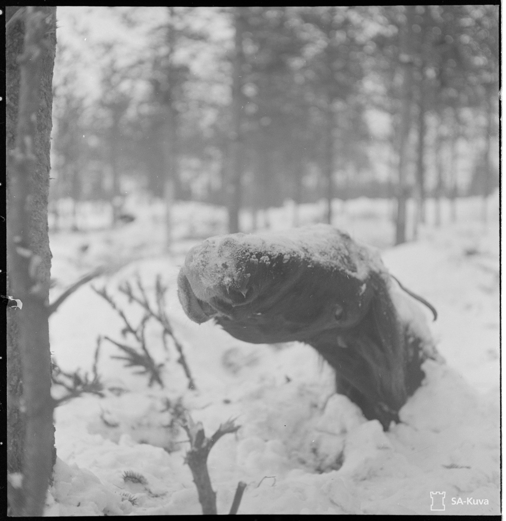 Halálra fagyott ló teteme egy finn erdőségben.
