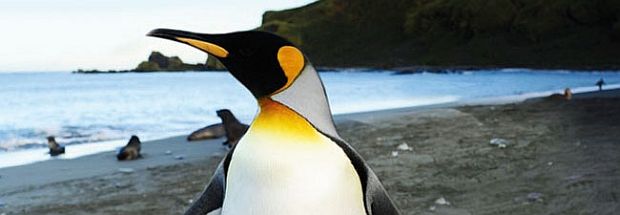 Penguin-King1.jpg