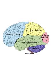Az agy anatómiai felépítése és a központi idegrendszer főbb funkciói