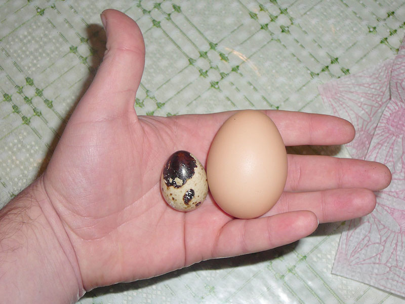 Amikor fürj tojást fogyasztanak. Az emberi test fürj tojásainak előnyei. Zsíros bőr