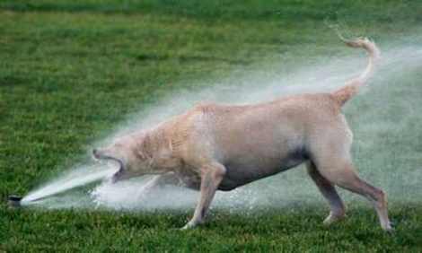 thirst-dog.jpg