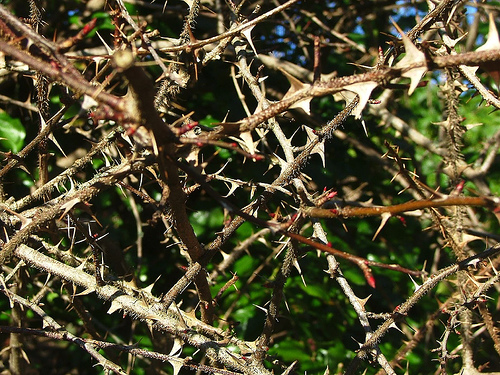 thornbush.jpg