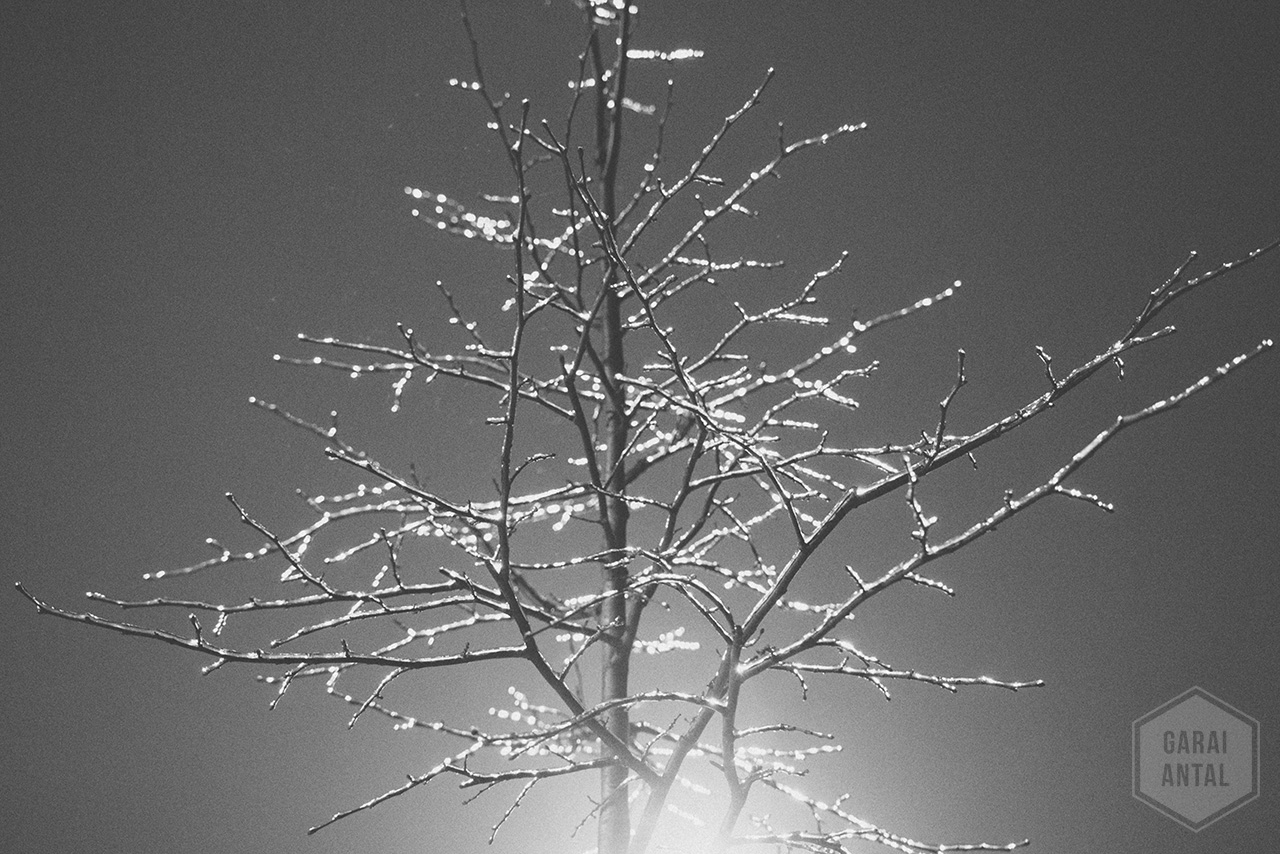 Fekete-Fehér Február 28/4: Csillogó fák