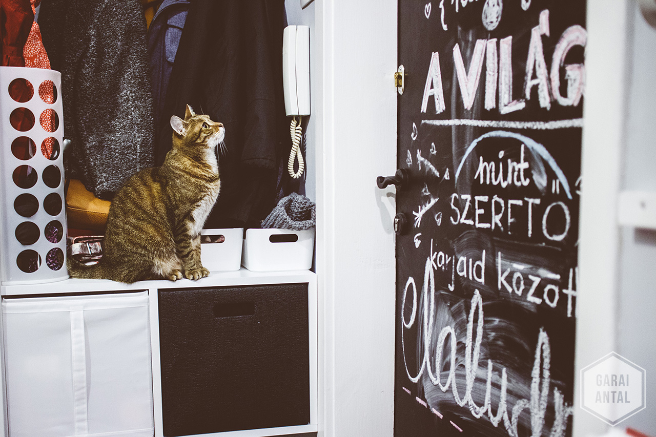 Lulu egy géniusz - így nyitja ki a macska az ajtót