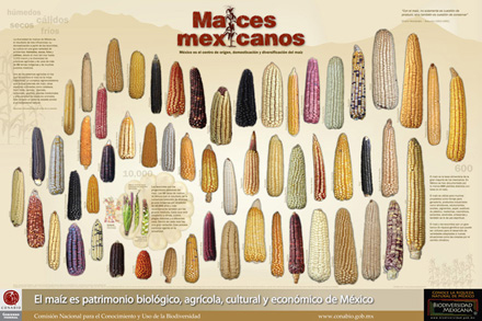 maices-mexicanos.jpg
