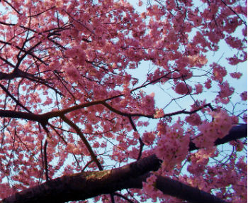 cherry-blossom-tree-photos-366210703.jpg