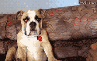 5.gif