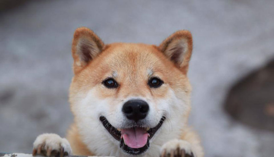 Egy vigyorgó kutya Japánból - citydogs