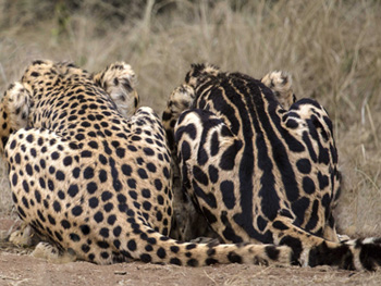 normal-and-king-cheetahs.jpg