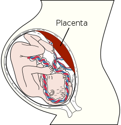 250px-Placenta.svg.png