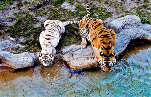 tigers_drinking.jpg
