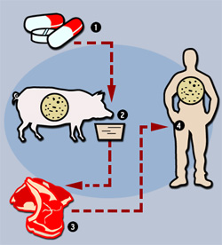 antibiotics_animals_humans.jpg