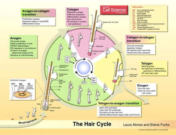 Hair-cycle.jpg