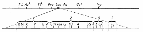 lac_region_diagramm.png