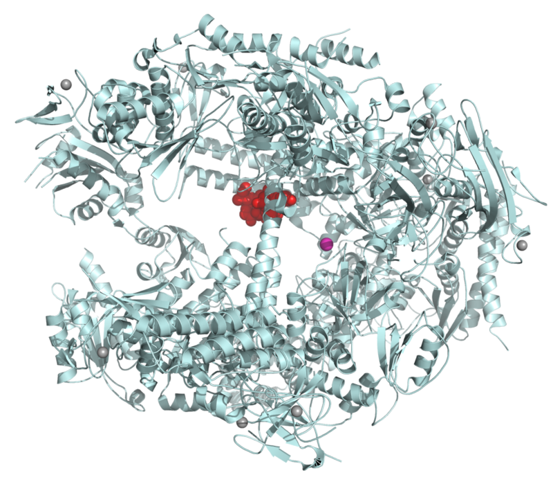 800px-Alpha-Amanitin–RNA_polymerase_II_complex_1K83.png