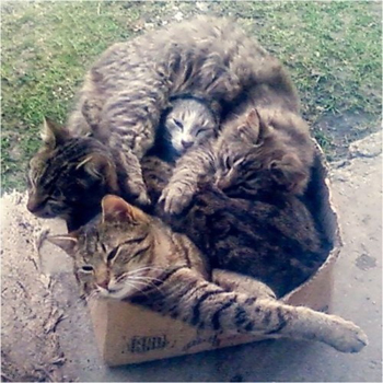 box_of_cats.jpg