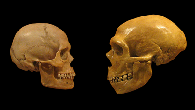 Sapiens_neanderthal_comparison.png