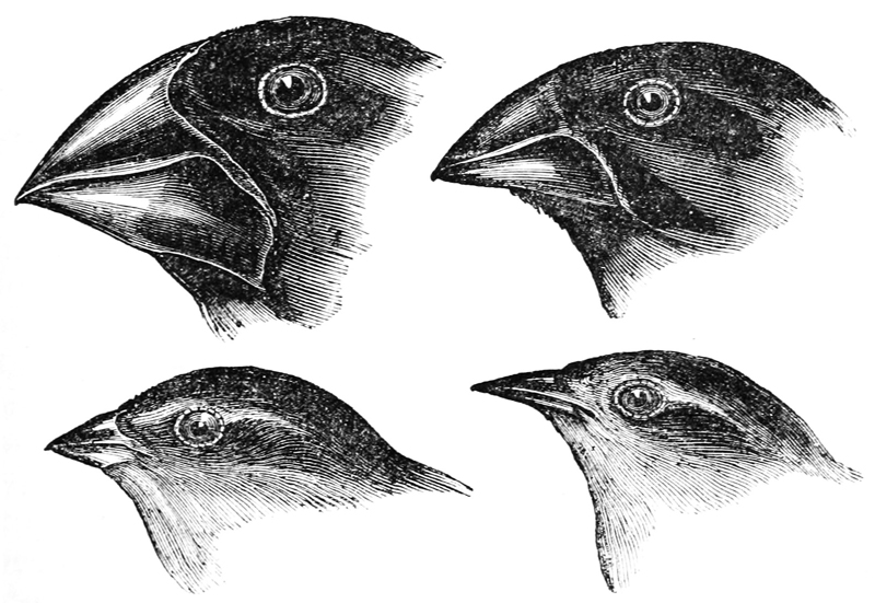 darwin_s_finches_by_gould.jpg