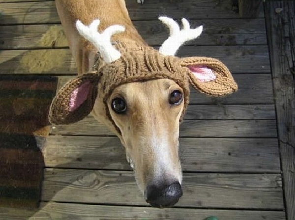 Reindeer-dog.jpg