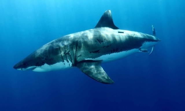 Döbbenetes felfedezést tettek a nagy fehér cápák eddig ismeretlen szokásáról