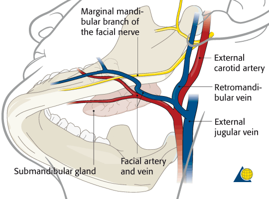 Facial nerve mandibular branch.gif