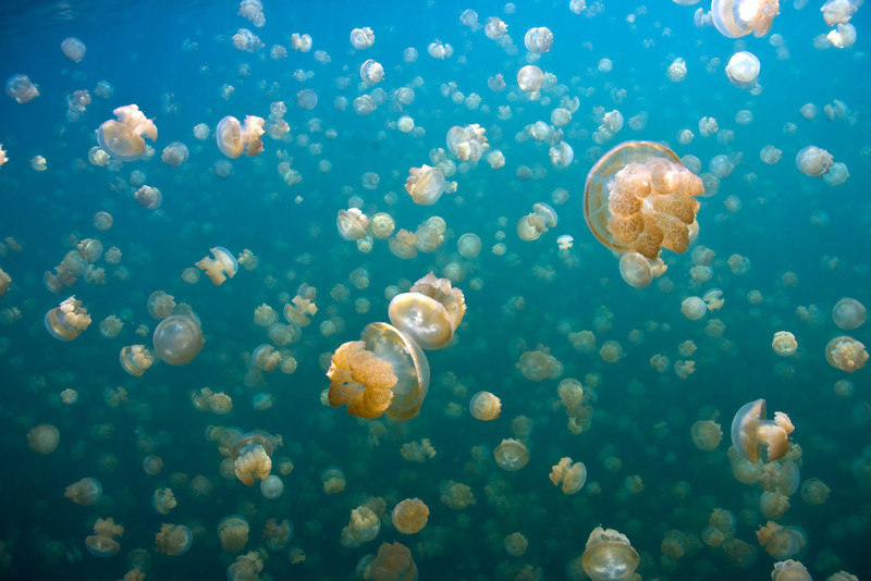 jellyfish-1.jpg