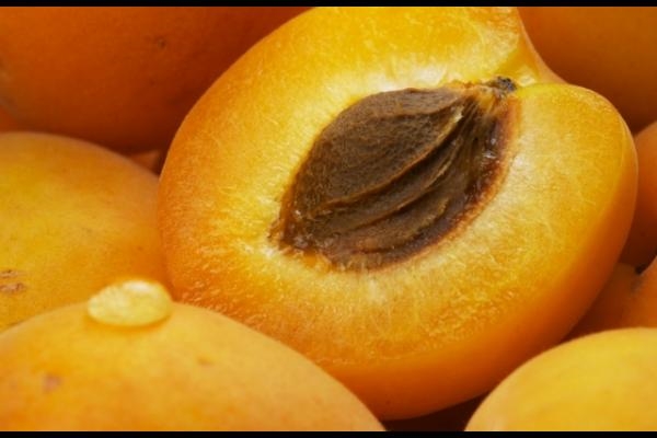 Apricot-Kernel-Pictures.jpg