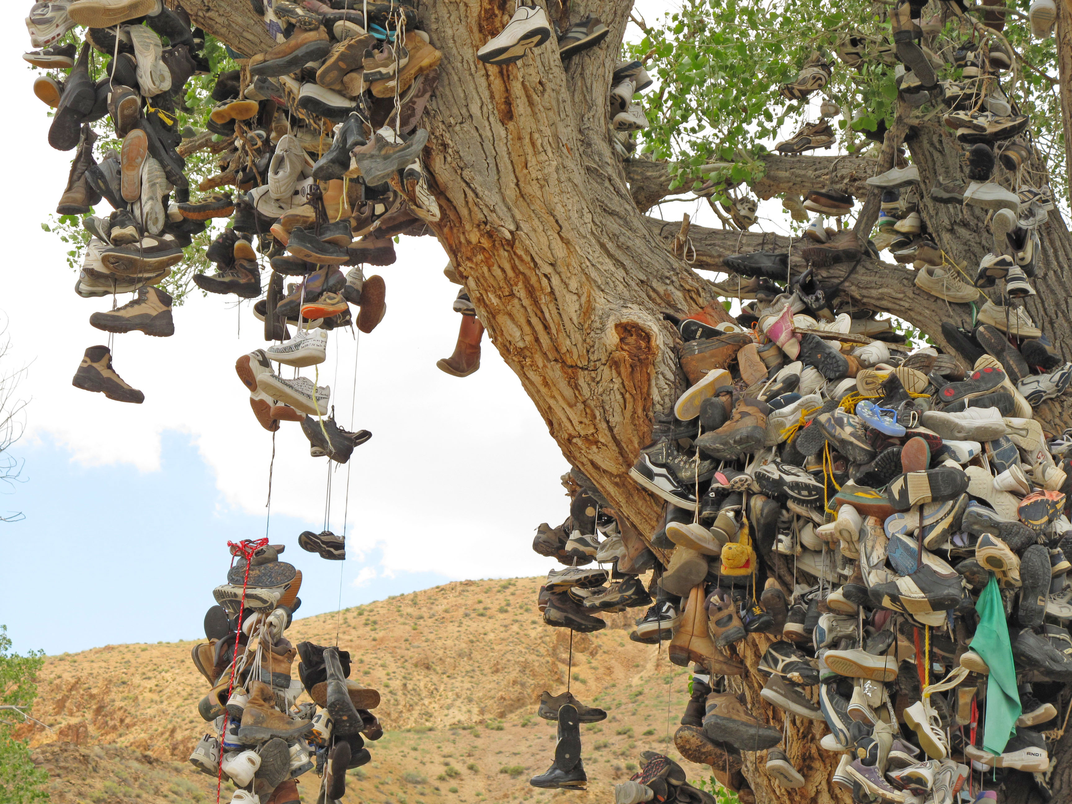 Cedar-Shoe-Tree.jpg