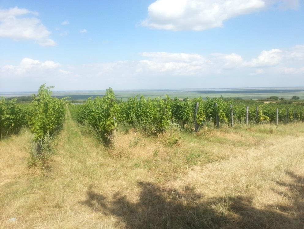 Lehet-e vegyszer nélkül 2.jpg