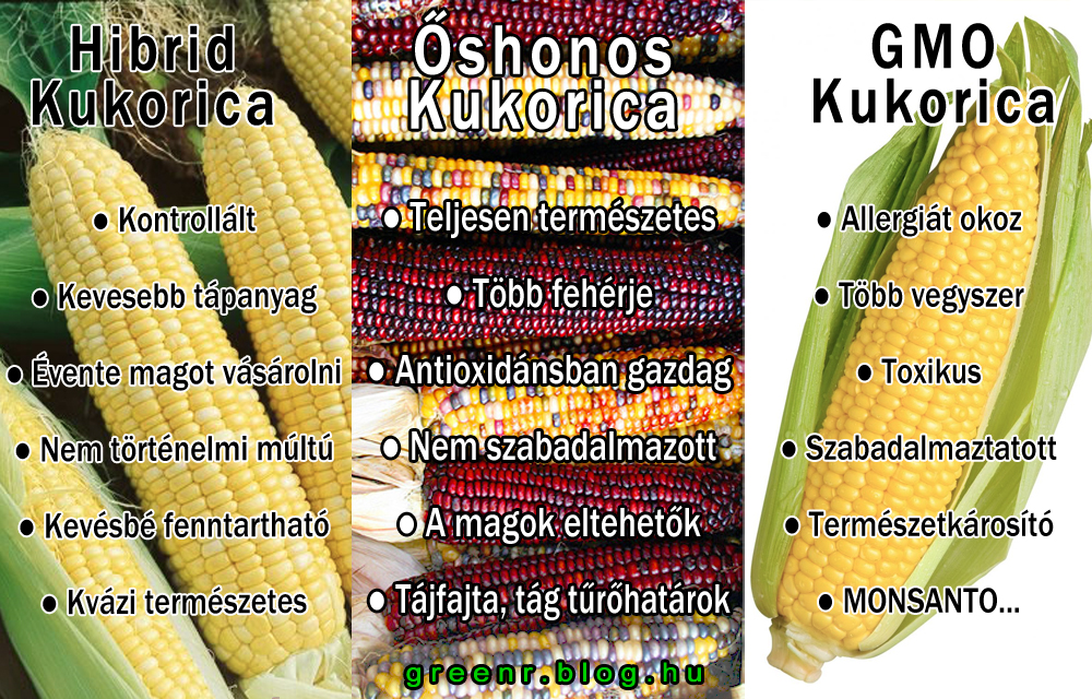 http://m.cdn.blog.hu/gr/greenr/image/hibrid_gmo_%C5%91shonos_kukorica.jpg