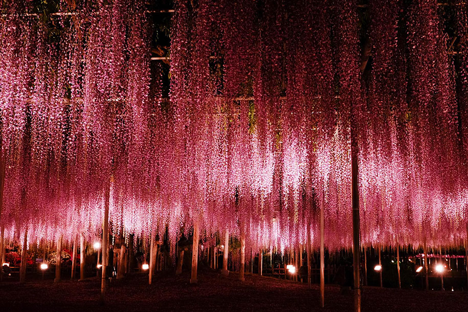large-old-wisteria-bloom-japan-7.jpg