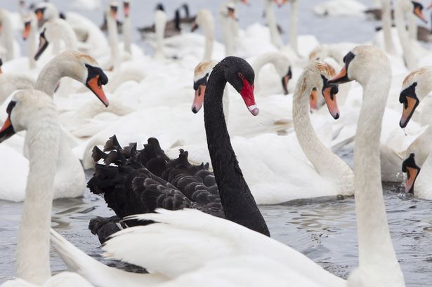 Black swan beauties - the readers respond