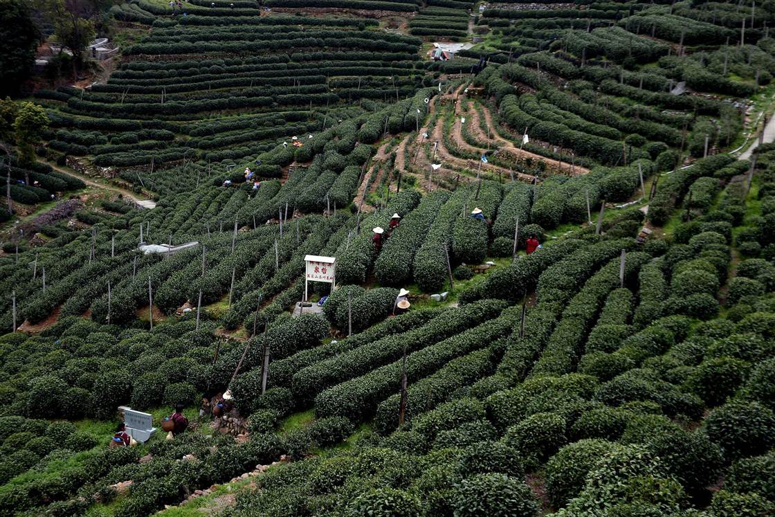 China green tea hatásai