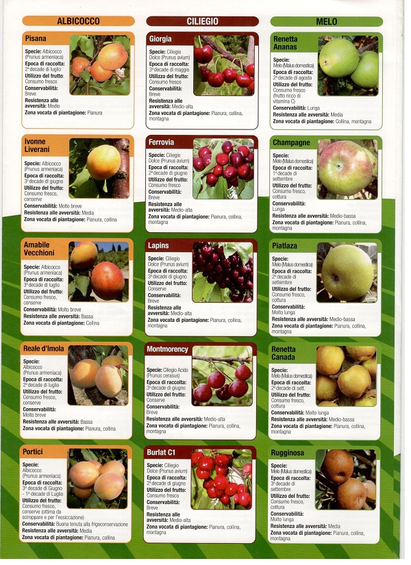 sárgabarack, cseresznye és almafajták