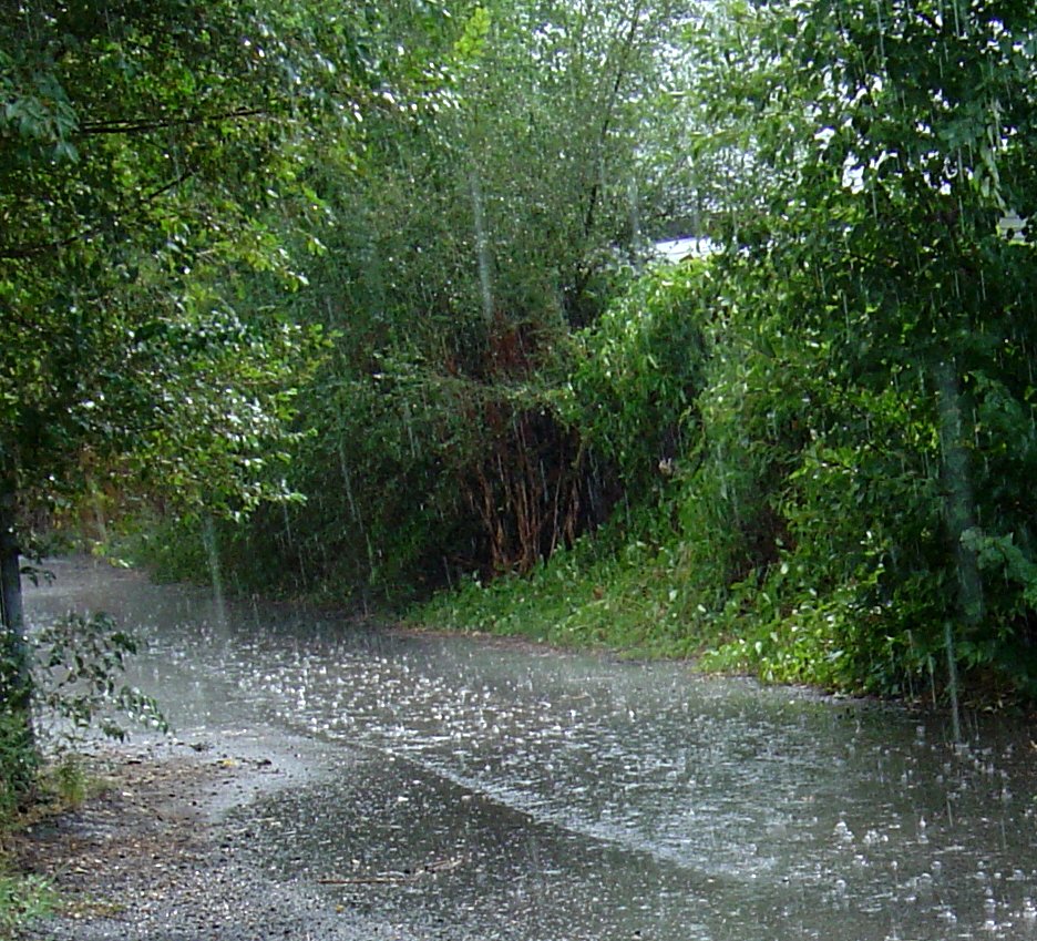 Rain.jpg