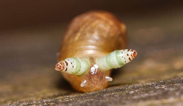 Paraziták lyukak a bőrön, Pinworms: mik azok és milyen tünetek - Gyomorhurut