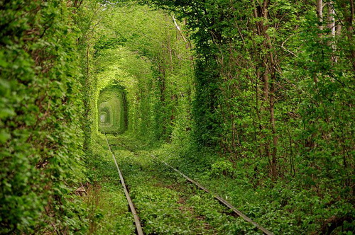 amazing-tree-tunnels-2-1.jpg