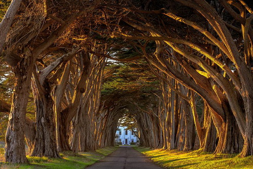 amazing-tree-tunnels-20.jpg