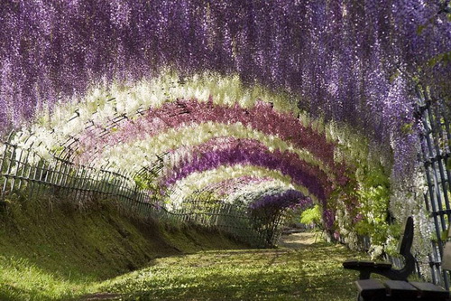 amazing-tree-tunnels-3-1.jpg