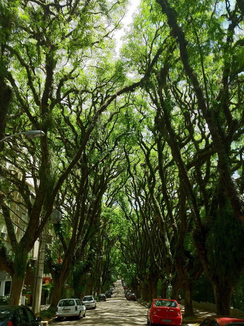 amazing-tree-tunnels-4-1.jpg