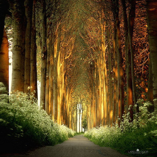 amazing-tree-tunnels-7.jpg