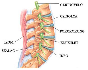 éles fájdalom a gerinc körül az ízületek elsődleges arthrosisa