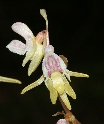 507px-Epipogium_aphyllum_flowers.jpg