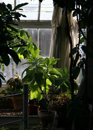 coltivare-piante-in-balcone-stevia.jpg