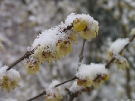 A fűszercserje már megszokta, hogy korai virágait néha havat látnak.JPG