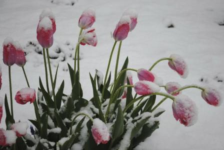 tulipánok hóban_1.jpg