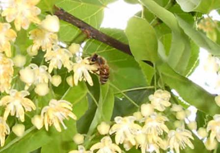 A méhek is kedvelik a hársfa virágot.jpg
