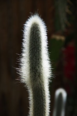 b0721_hairy-cactus.jpg