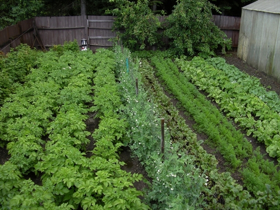 MacKenzie-vegetable-garden.jpg