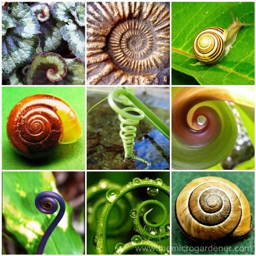 Spirals-inspired-by-nature_wm.jpg